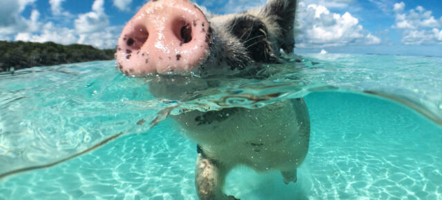 Bahamas Schweine: Schwimmende Schweinchen am Traumstrand