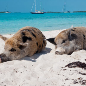 Bahamas Schwein Schlafen