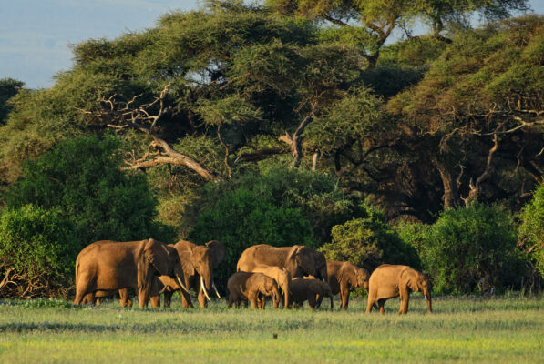 Afrika Mosambik Elefanten Wald