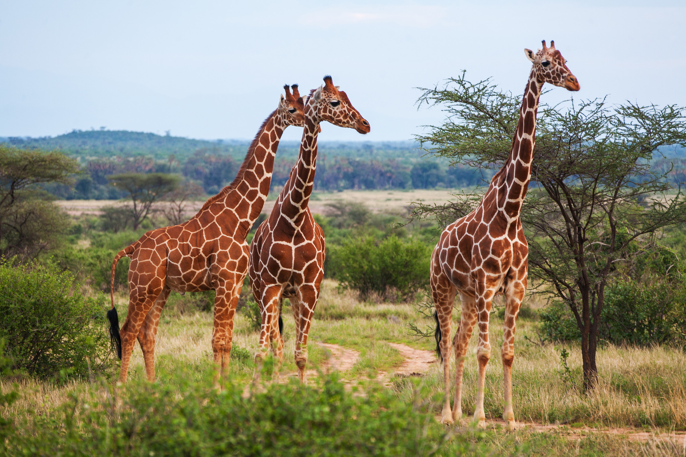 giraffe-manor-hotel-fr-hst-cken-mit-giraffen-urlaubstracker-de