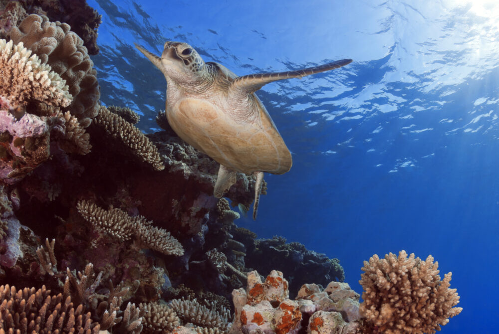 Karibik Bonaire Schildkröte