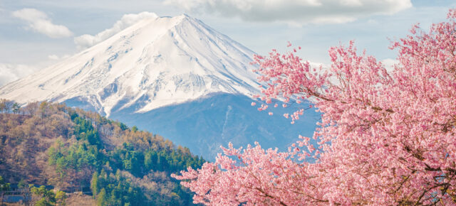 Pink Carpet in Japan: 800.000 Blumen am Fuße des Mount Fuji