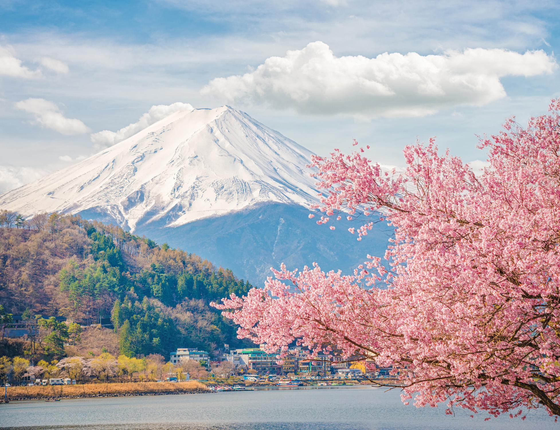 Pink Carpet in Japan 800 000 Blumen am Fuße des Mount 