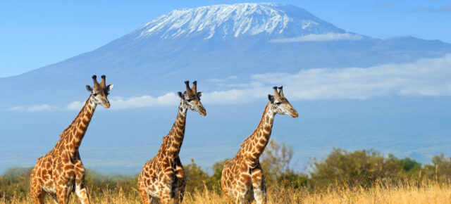 Giraffen zum Frühstück: Das Giraffe Manor Hotel in Kenia