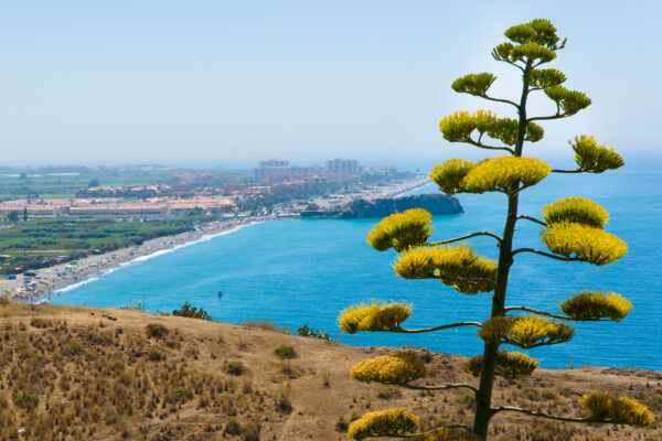 Spanien Costa de Almeria Pflanze