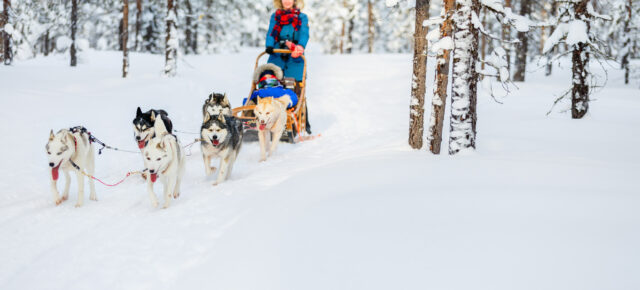 Huskysafari in Skandinavien: Tipps & Infos für eine Hundeschlittentour