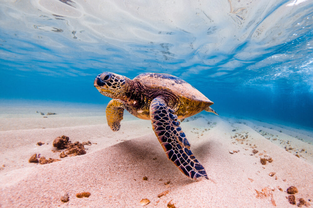 USA Hawaii Schildkröte