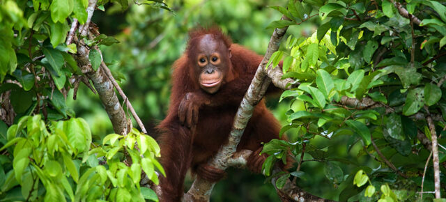 Mit Affen im Dschungel: Hin- und Rückflüge auf die Insel Borneo nur 526€