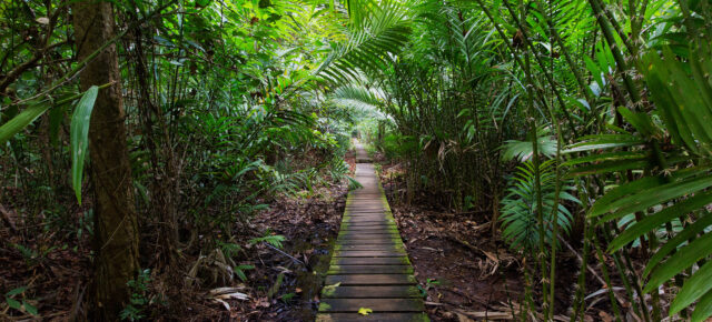 Borneo Rundreise: Routen, Transportmittel & Kosten