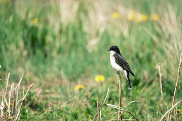 Saskatchewan Eastern Kingbird auf einer Wiese