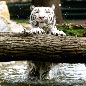 Serengeti Park Weißer Tiger