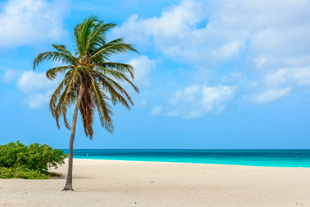 Aruba Eagle Beach Palme