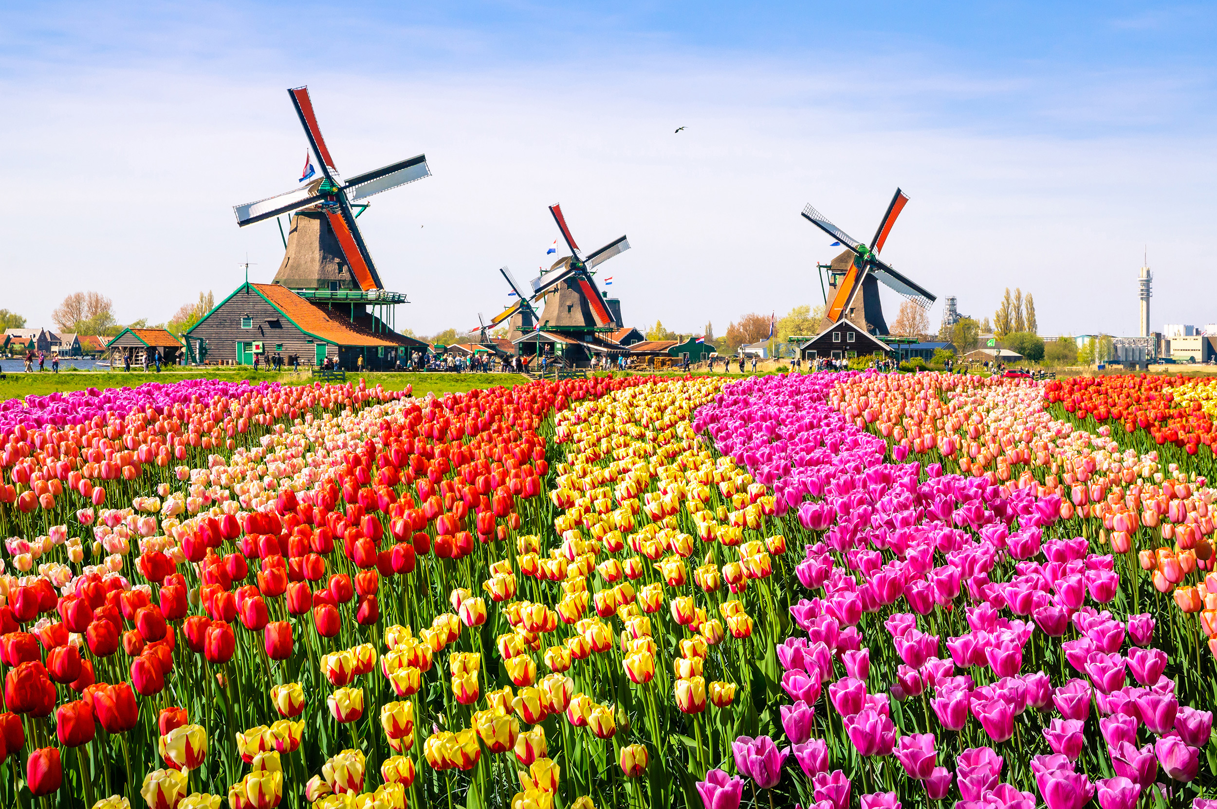 Zum Tulpenfest In Holland 2 Tage Den Haag Im 3 Hotel Inkl Fruhstuck Keukenhof Nur 54 Urlaubstracker De