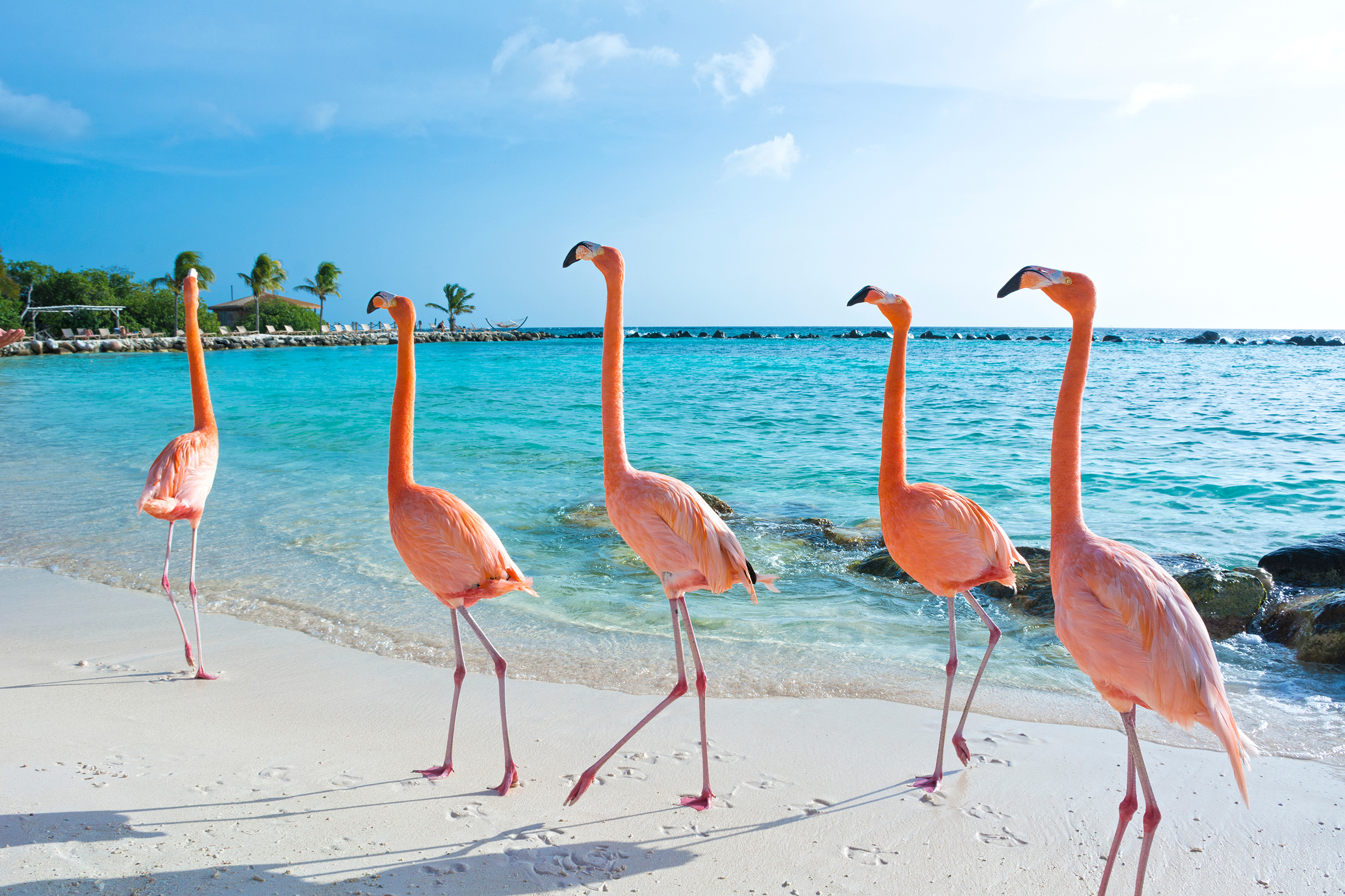 Aruba Tipps Traumstrande Sightseeing Flamingos Urlaubstracker De