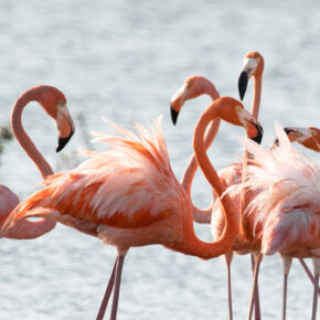 Bonaire Flamingos Nah