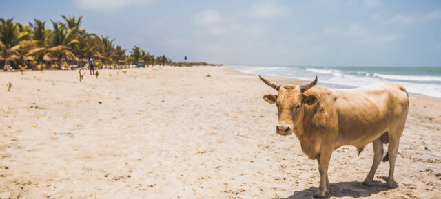 Afrika: 7 Tage Gambia im guten 5* Strandhotel mit All Inclusive, Flug, Transfer & Zug für 619€