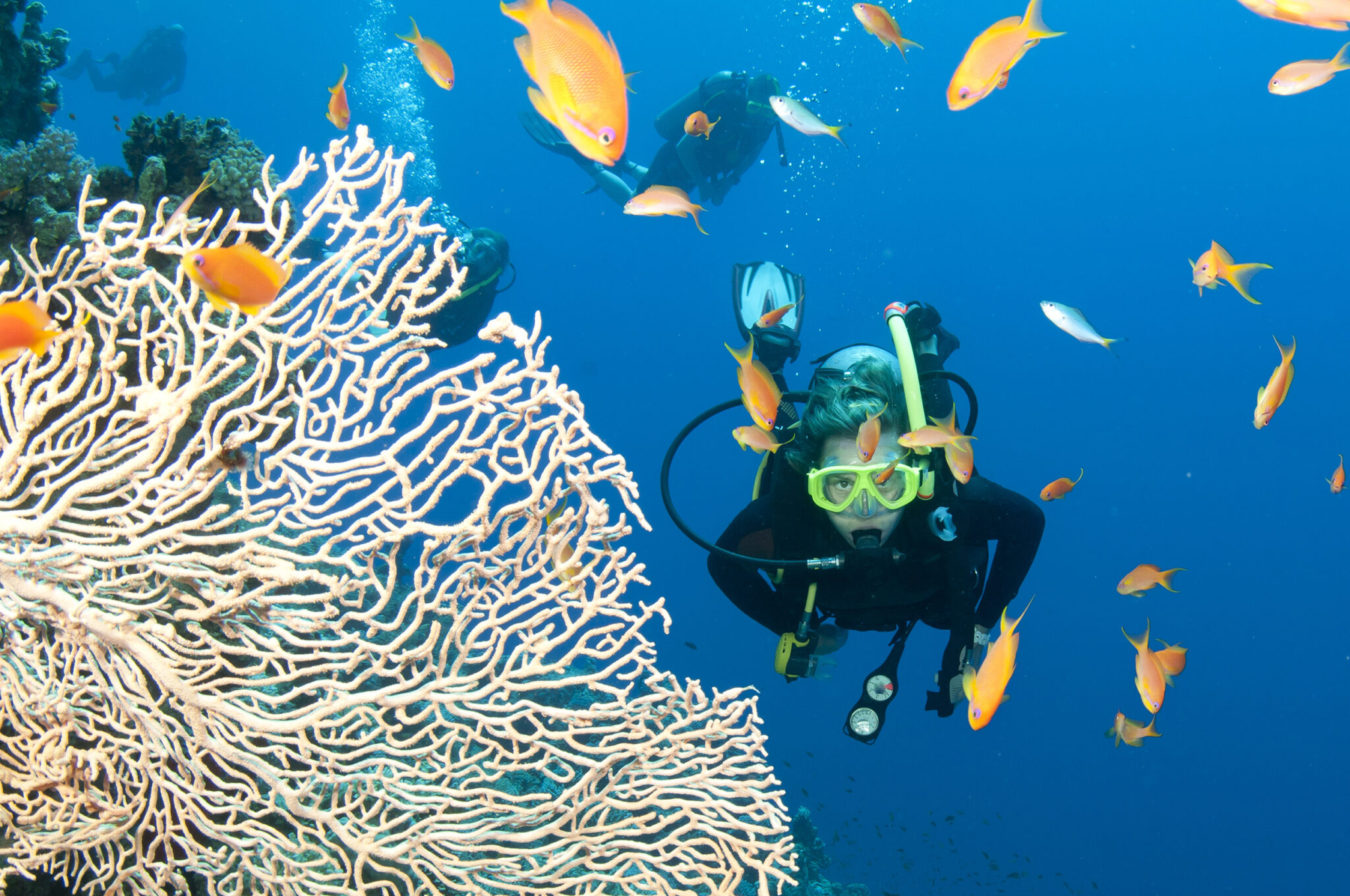 Reef tourism. Большой Барьерный риф (the great Barrier Reef). Австралия дайвинг большой риф. Большой Барьерный риф с аквалангистом. Австралия Барьерный риф кораллы.