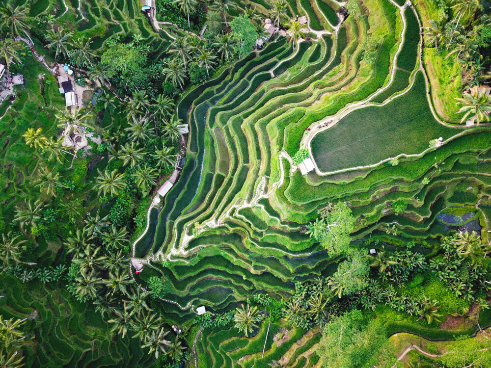 Balu Ubud Reisterrassen