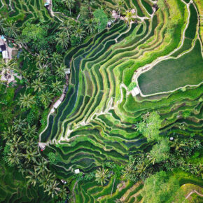 Balu Ubud Reisterrassen