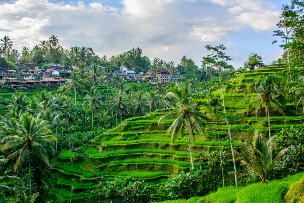 Indonesien Bali Ubud Taggallalang Terrasse