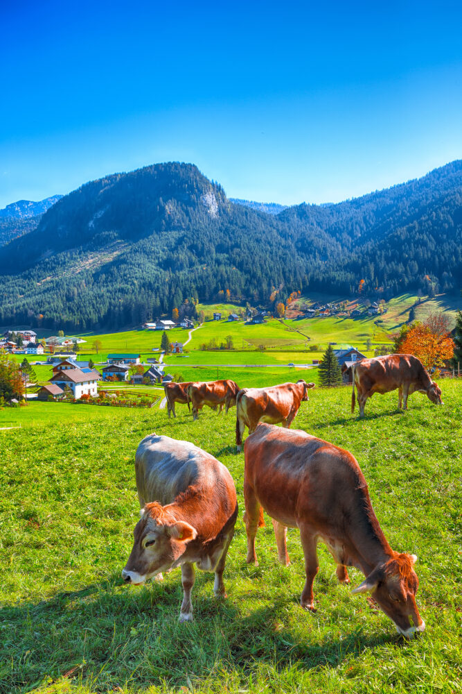 Österreich Gosau Kuh