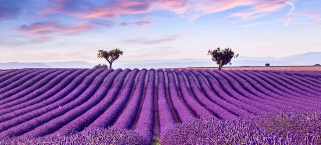 Eine Woche in der Provence: Frankreich zur Lavendelblüte im eigenen Studio nur 141€