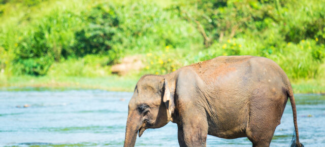 Elefantenreiten im Urlaub: Einmaliges Erlebnis oder absolutes Tabu?