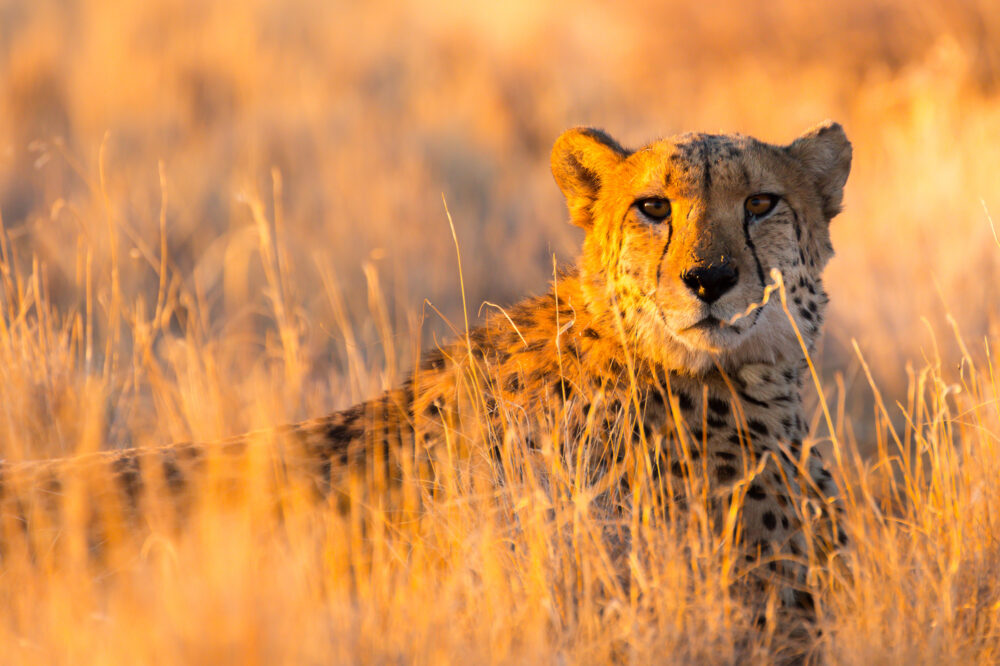 Namibia Gepard Gras