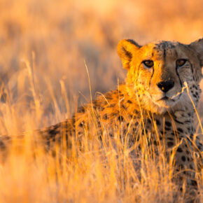 Namibia Gepard Gras