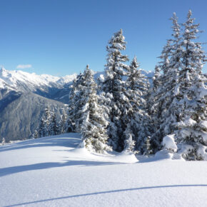 Oesterreich Tirol Schnee Baeume