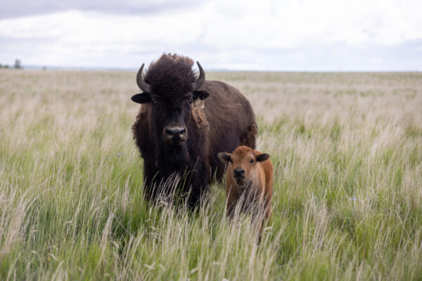 Saskatchewan Bison mit Baby