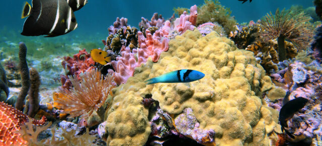 Tauchen in Costa Rica: Die schönsten Spots um die Unterwasserwelt zu erkunden