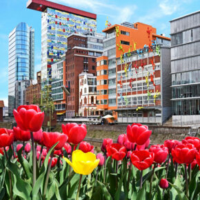 Düsseldorf Tulpen