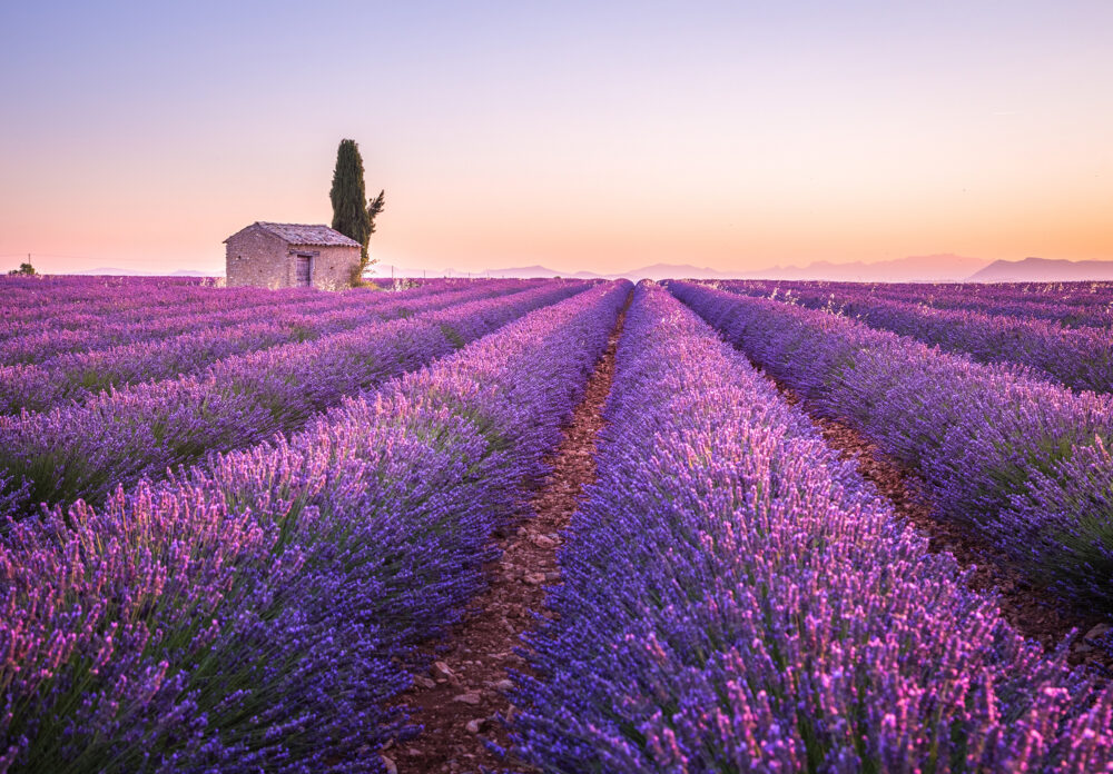 Frankreich Provence Lavendel