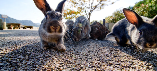 Ōkunoshima Tipps: Die Geschichte von Rabbit Island