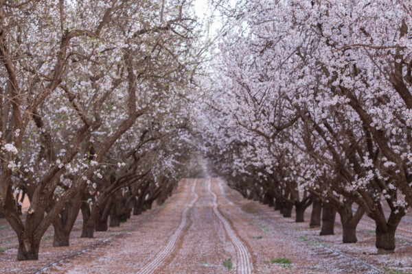 Spanien Mallorca Mandelblüte Allee