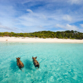 Bahamas Exuma Schwimmende Schweine