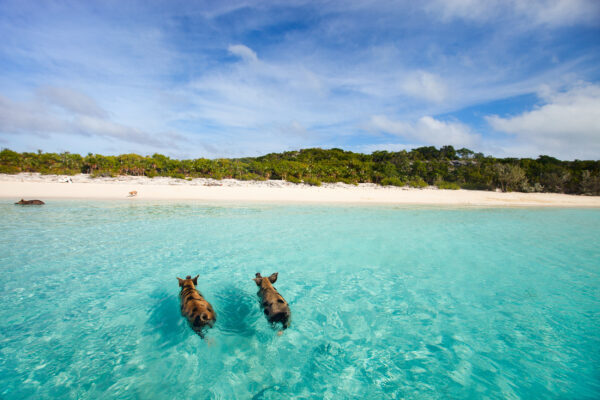 Bahamas Exuma Schwimmende Schweine