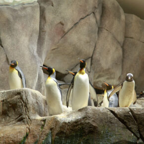 Hamburg Zoo Pinguine