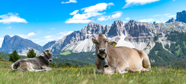 Trekking in den Dolomiten: 7-tägige Wander-Reise durch Südtirol mit 3* Hotels inkl. Halbpension und Extras für 559€