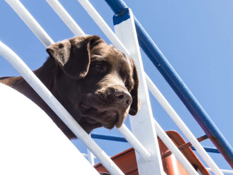 Kreuzfahrt mit Hund Wichtige Infos &amp; Angebote Urlaubstracker.de