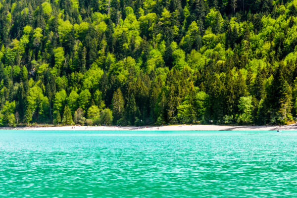 Deutschland Bayern Walchensee Wald