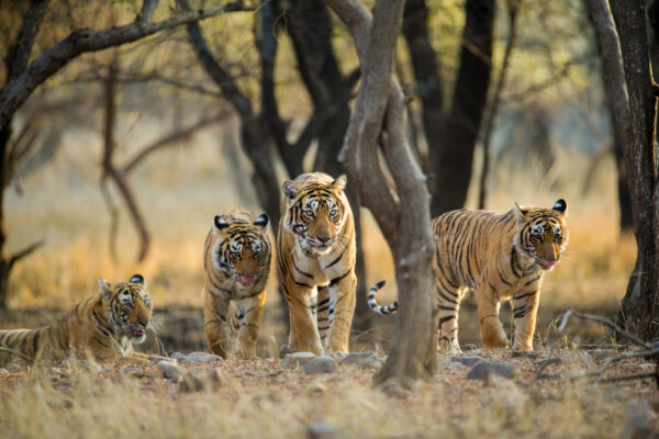 Indien Ranthamhore Nationalpark