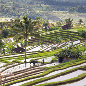 Indonesien Bali Reisterasse Jatiluwih