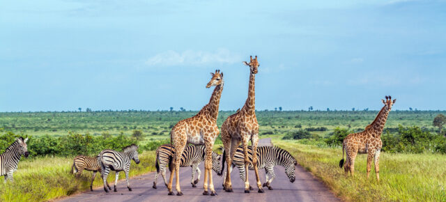 Die Top 12 der eindrucksvollsten Nationalparks in Südafrika