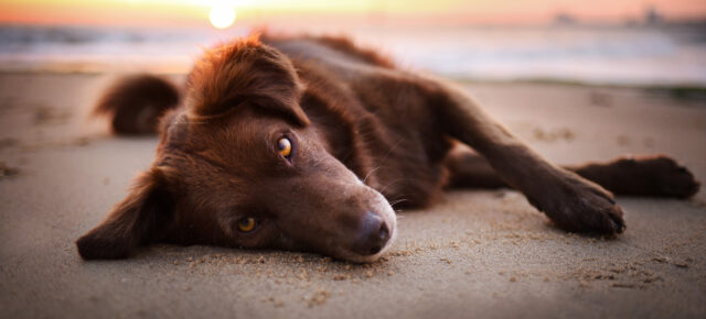 Urlaub auf Sylt mit Hund: Tipps für Anreise, Unterkünfte, Strände & Restaurants