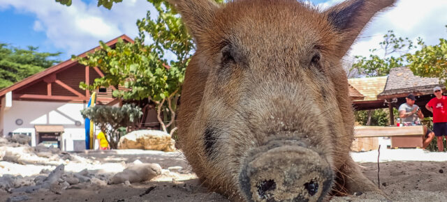 Tierisches Highlight auf Curaçao: Hier könnt Ihr mit süßen Schweinchen in der Sonne relaxen