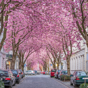 Deutschland Bonn Kirschblüte