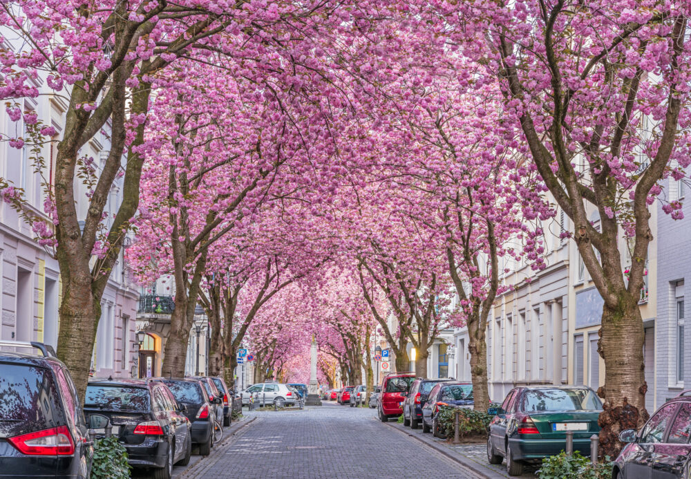 Zur Kirschblüte nach Bonn: 2 Tage übers Wochenende mit zentralem 4* Hotel nur 46€