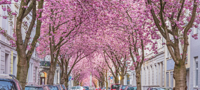 Zur Kirschblüte nach Bonn: 2 Tage übers Wochenende mit zentralem 4* Hotel nur 36€